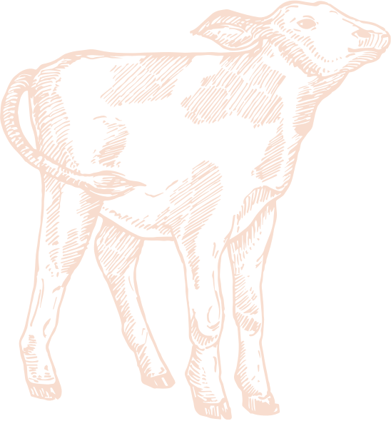 Illustration de veau