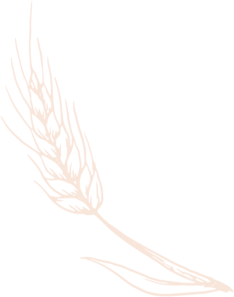 Illustration de blé
