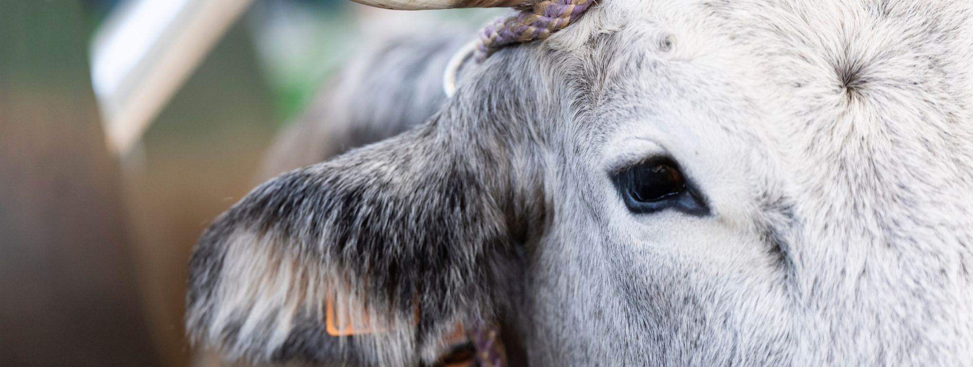 gros plan sur le visage d'une vache