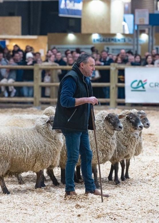 présentation ring ovin