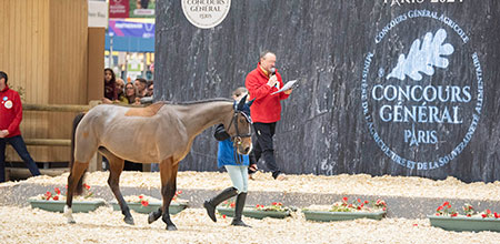 Spectators looking at horses during the Grand Parade