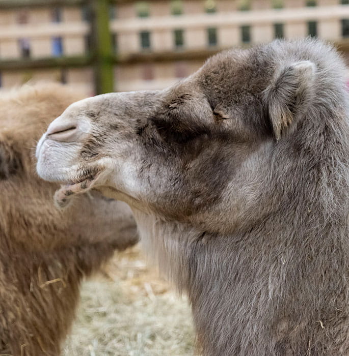 Camels in their enclosure