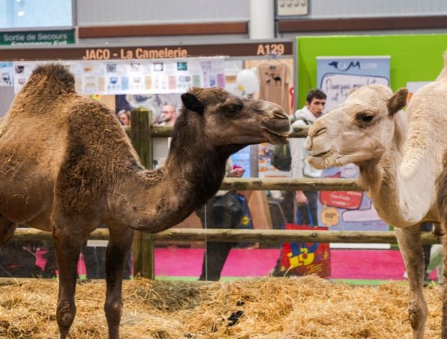 dromadaires