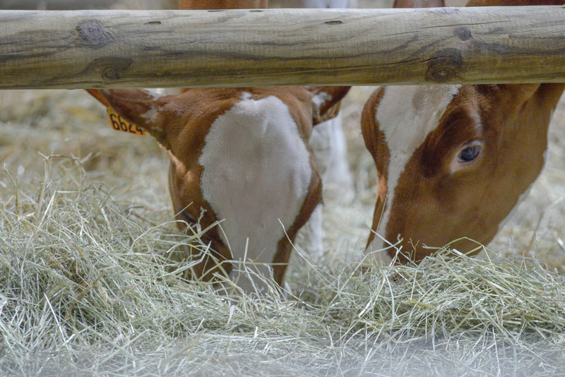 A cow and her calf eating