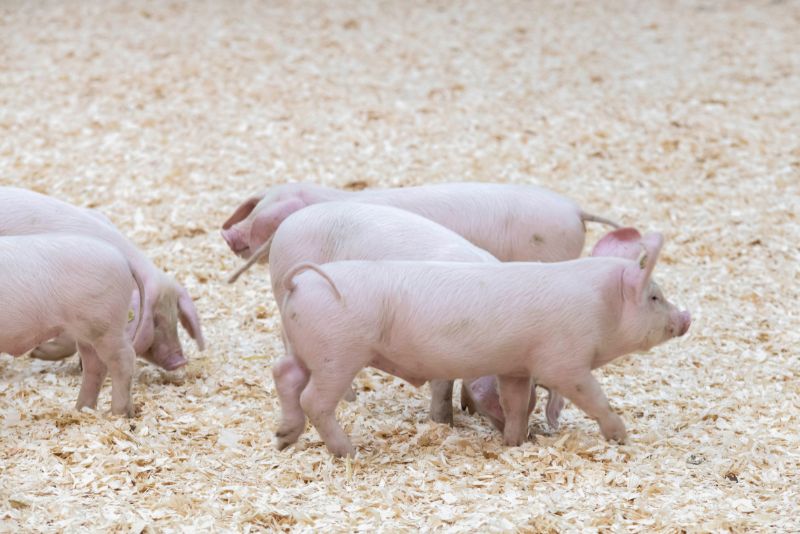 presentation-piglet-ring-sia-25