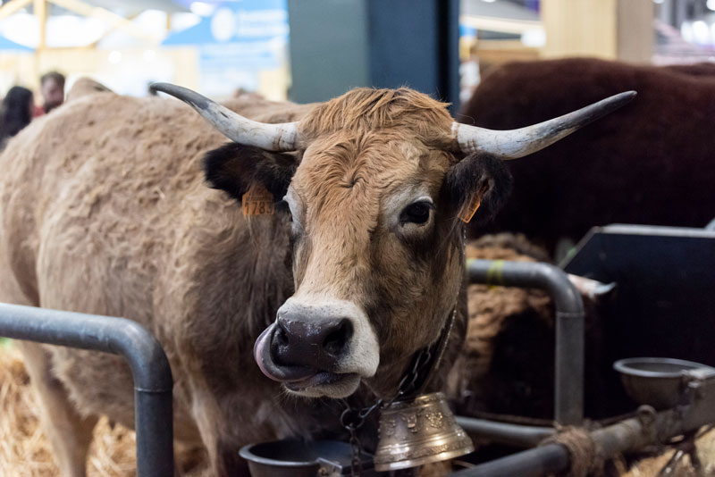 Vache avec une cloche dorée