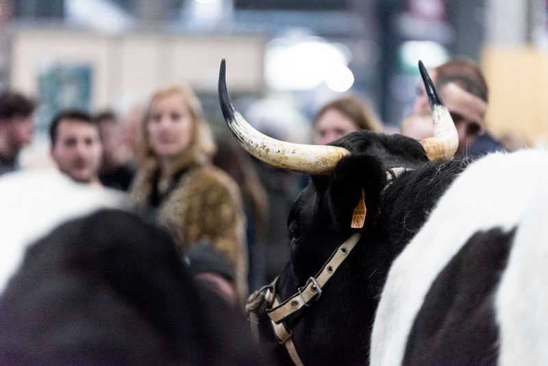 Vache avec un pelage noir et blanc