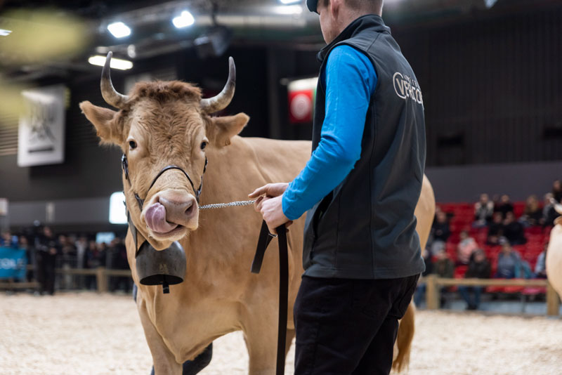 Cow on parade at the Concours Général Agricole des Animaux