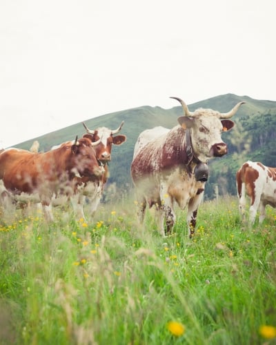 vache ferrandaise dans un champ en plein air
