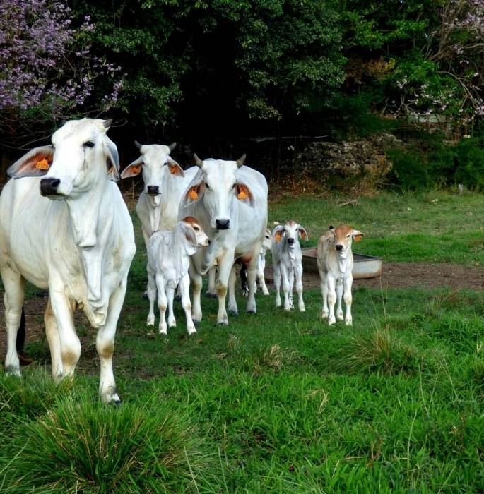 Group of white Brahman cows with their calves in a lush green field.