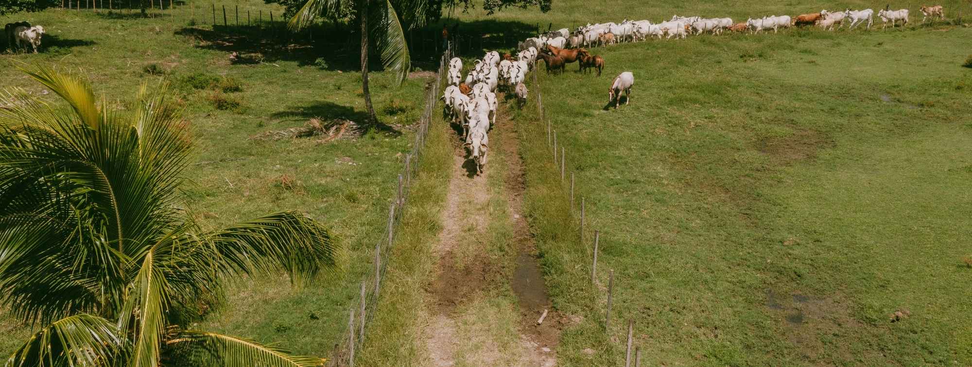 Aerial view of a herd of Brahman cows crossing a fenced field.