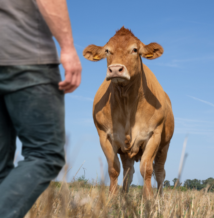 Portrait of Oupette, the mascot cow of SIA 2025