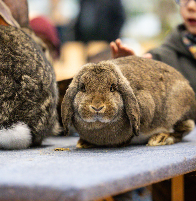 rabbit at the educational farm