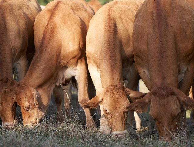 Vaches limousines qui broutent