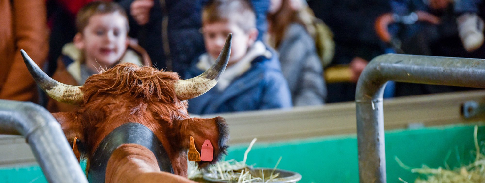 enfants devant une vache au sia