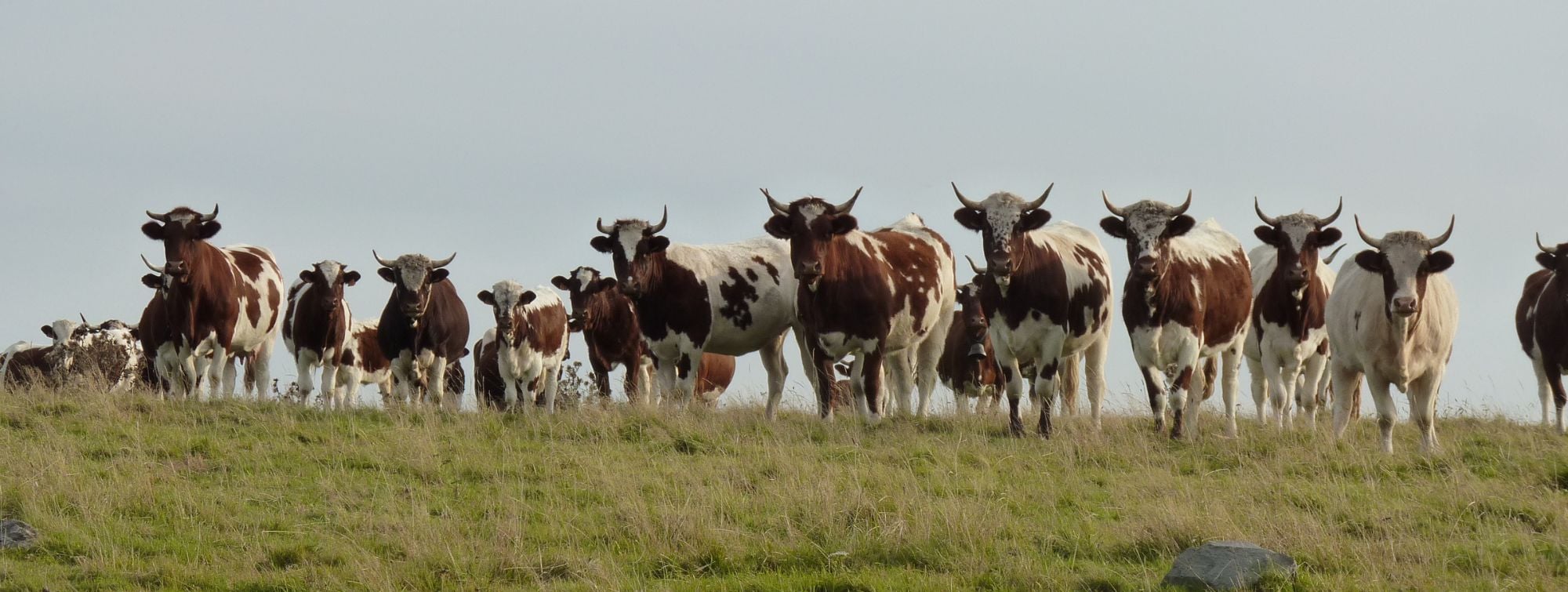 vaches ferrandaises dans un champ en plein air 