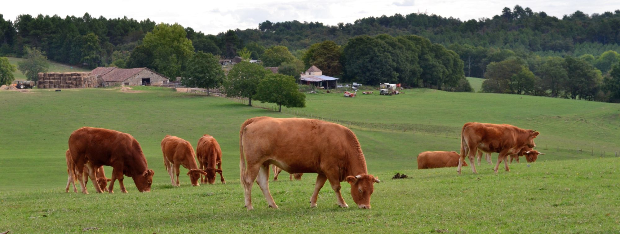 cows grazing in a field