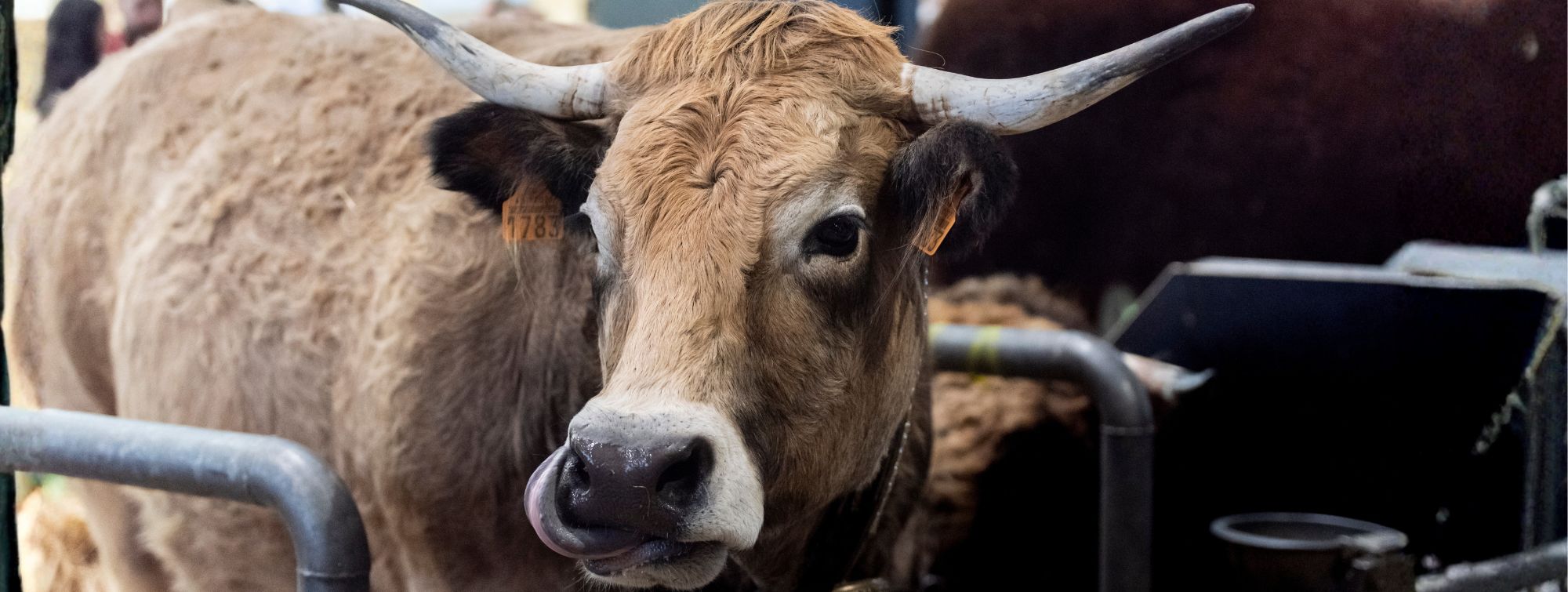 cow sticking out its tongue