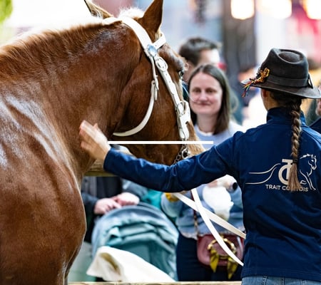 cheval brun