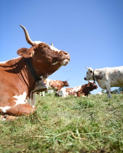 vache ferrandaise allongée qui prend le soleil en plein air
