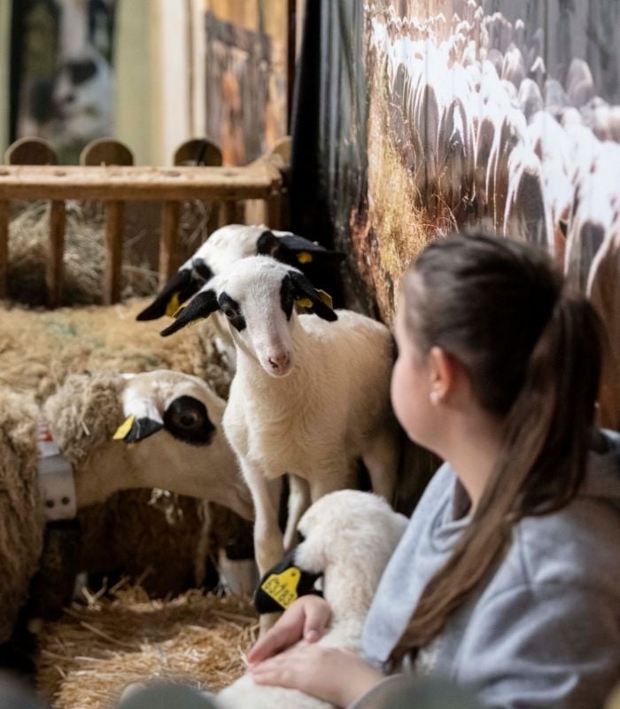 fille assise à côté d'un mouton