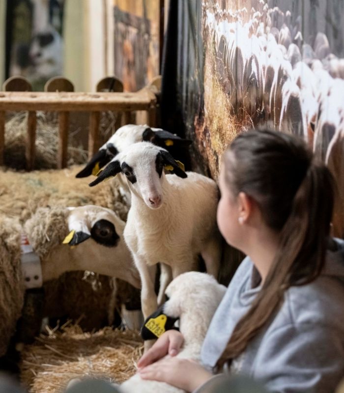 fille assise à côté d'un mouton