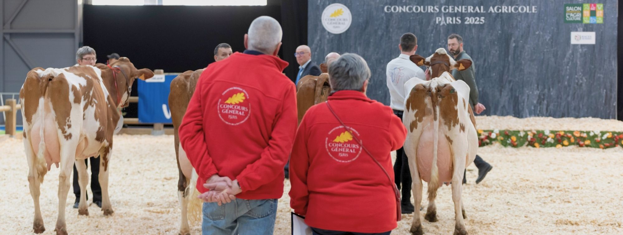 2 CGA juries observing breeders and their cattle in the presentation ring