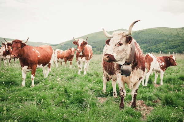 Ferrandais cows in an open field