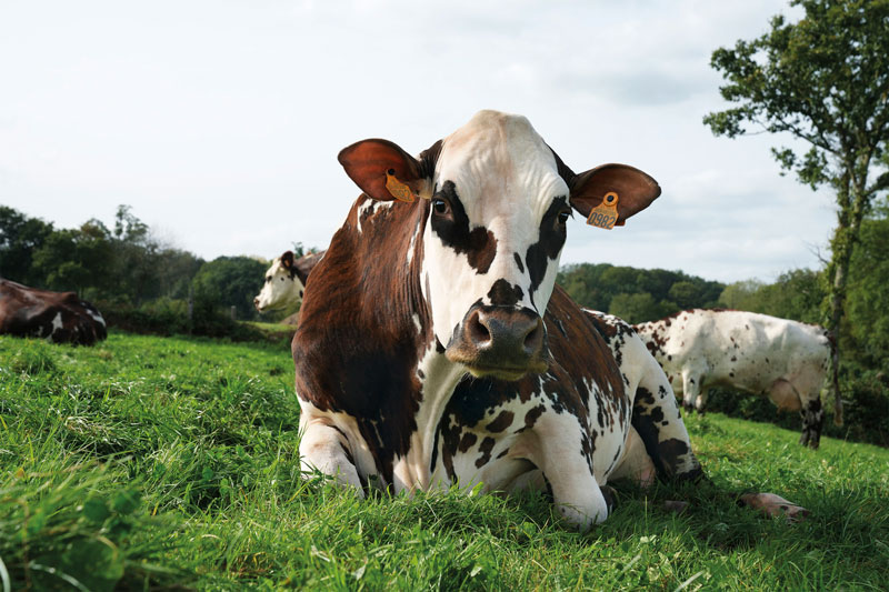Oreillette cow lying in a meadow