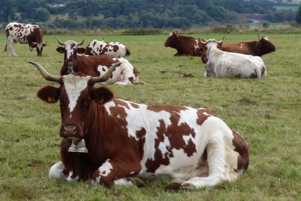 vaches ferrandaises dans un champ en plein air