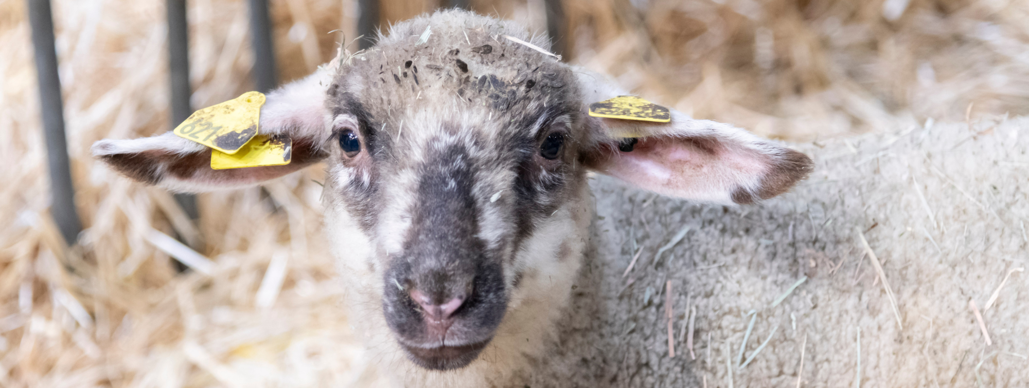 Mouton au Salon International de l'Agriculture
