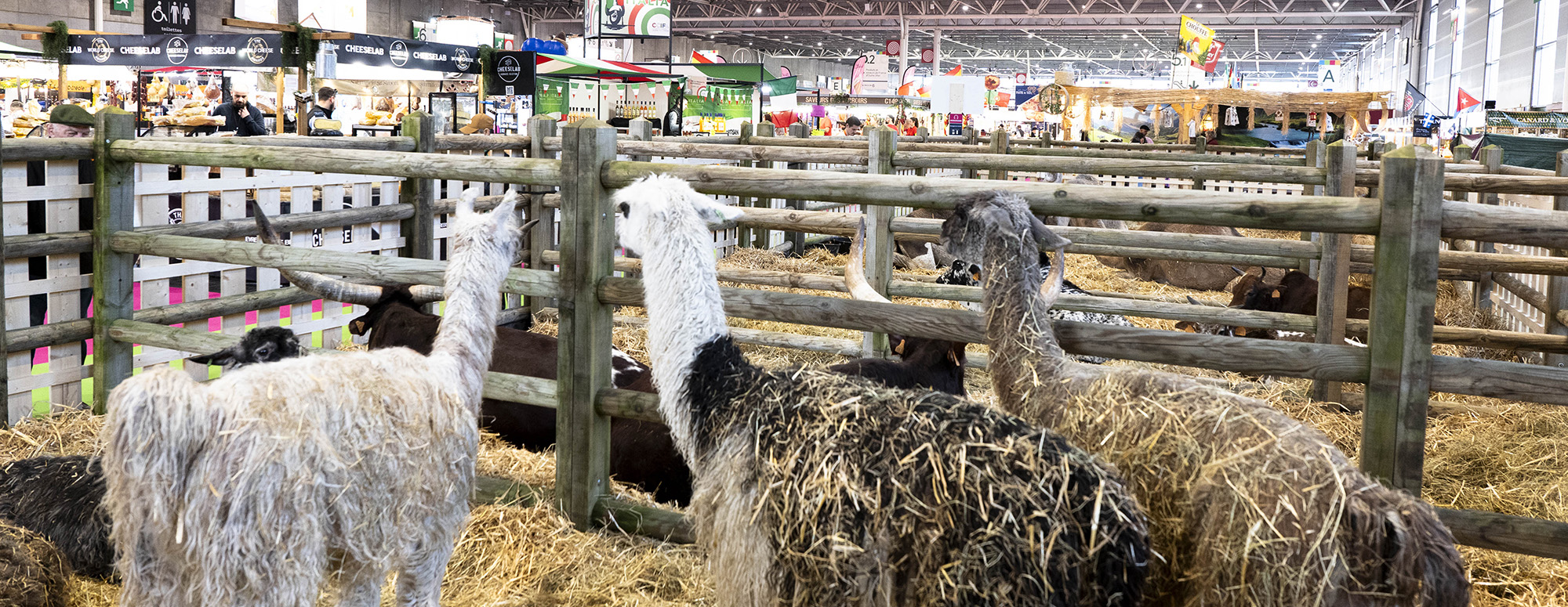 Lamas dans leur box 