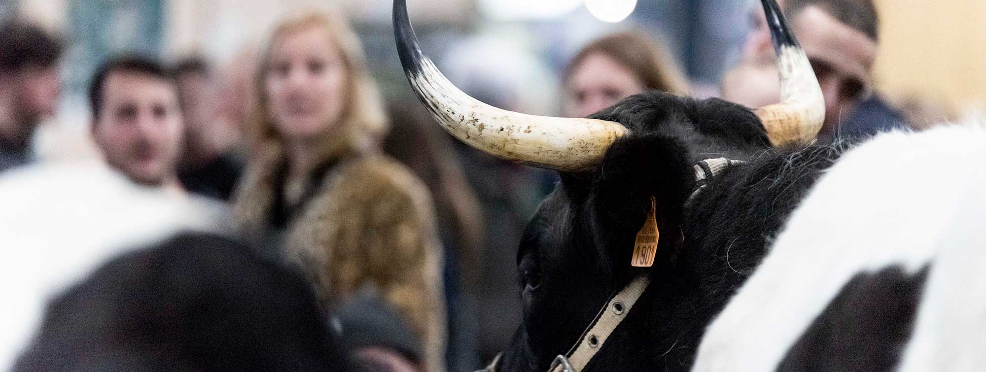 Visiteurs passant devant une vache à cornes