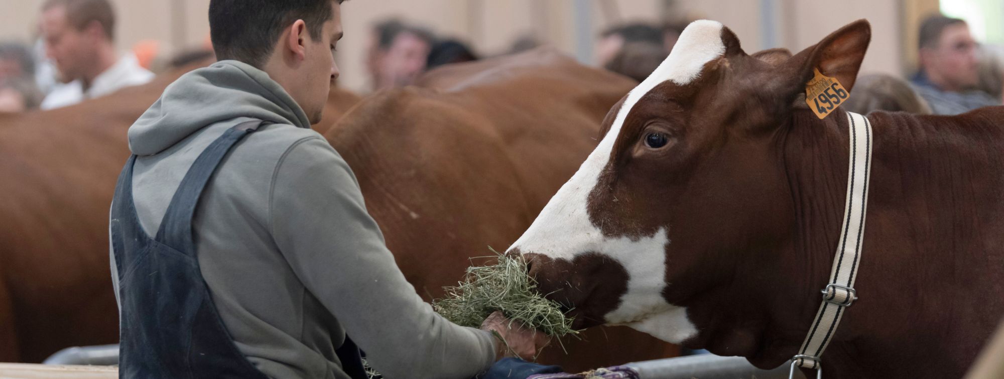 éleveur nourissant sa vache