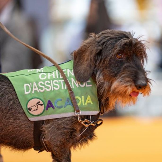 diabetes-assistance-dog-demonstration