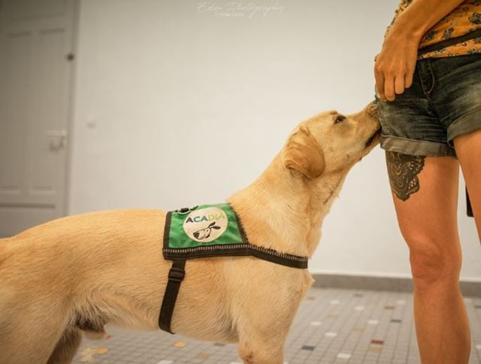 demonstration-diabete-assistance-dog