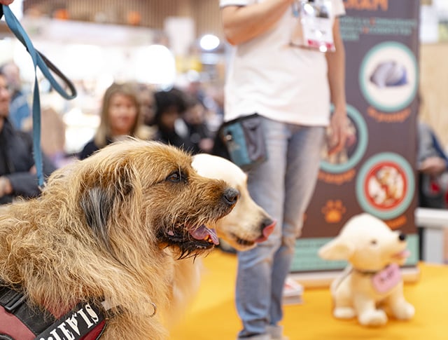 Two dogs on a lead