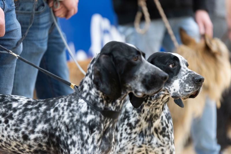 deux-braque-de-weimar-qui-defilent-sia-2025