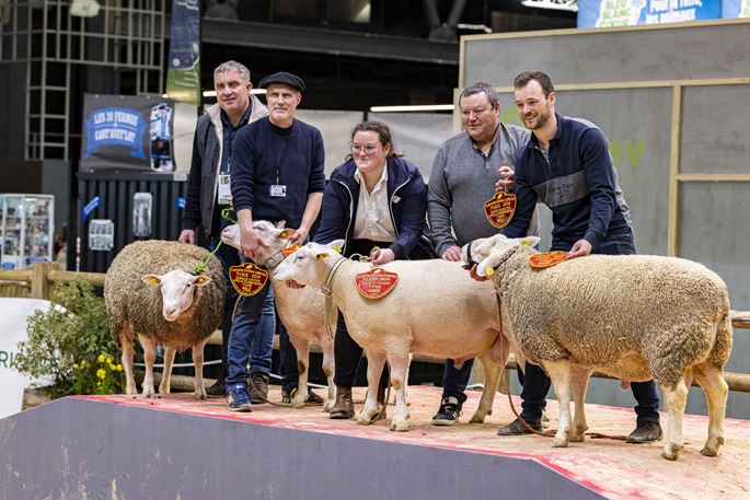 Sheeps on the CGA podium