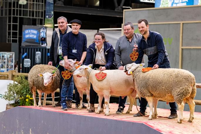 Moutons sur le podium du Concours Général Agricole