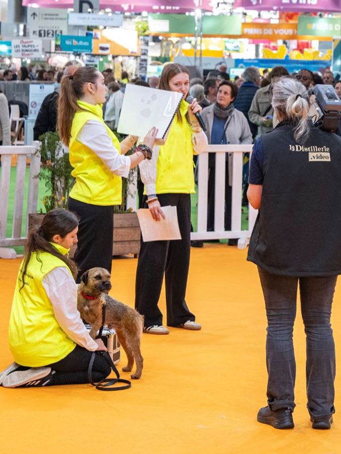 jeunes et chien sur le ring chien chat