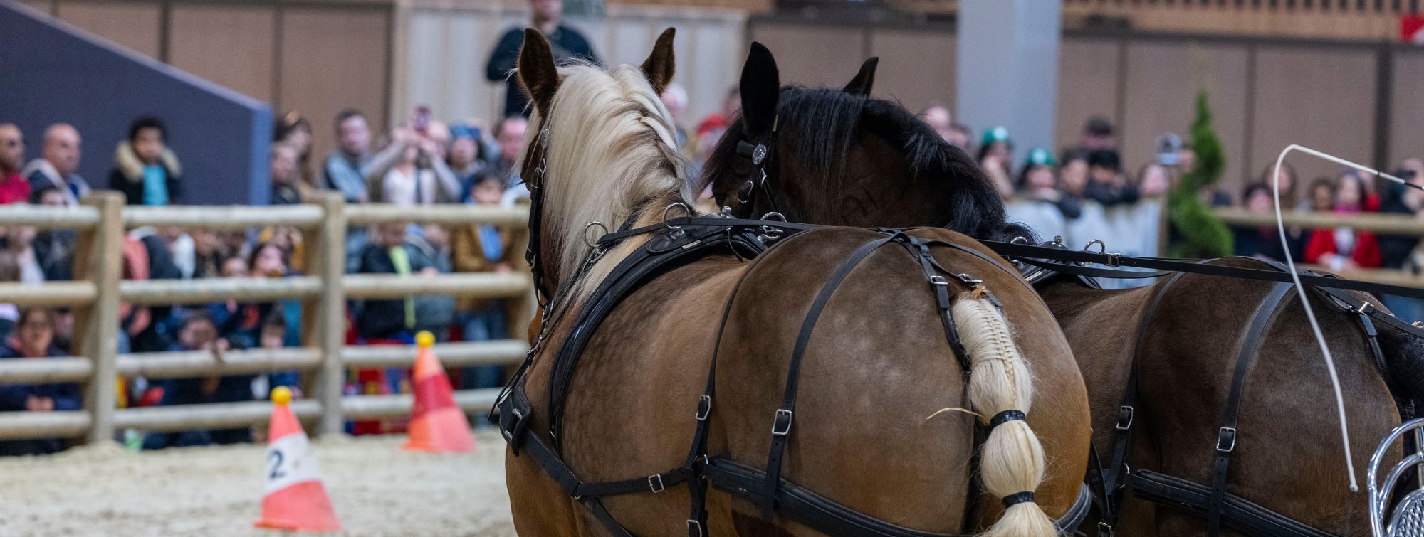 banniere-equin-grand-ring