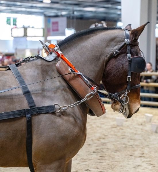 chevaux-grand-ring-pav1