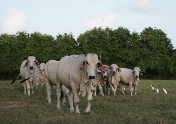 A herd of Brahman cows on a hillside