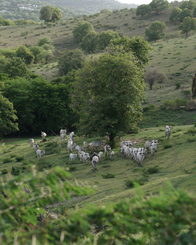 vue de haut d'un troupeau de brahman