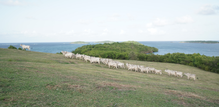 A herd of Brahman cows on a hillside overlooking the sea.