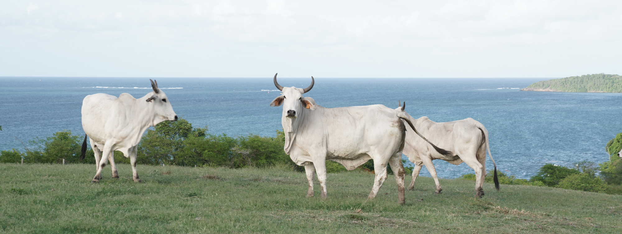 A herd of Brahman cows on a hillside overlooking the sea.