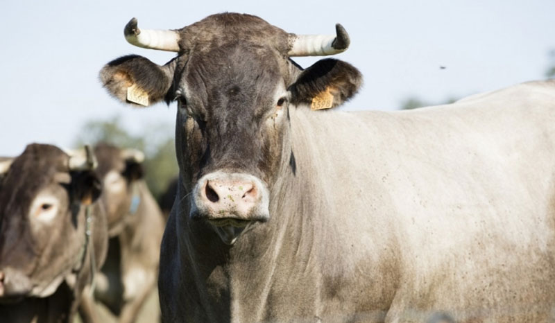 Cerise, cow muse 2016