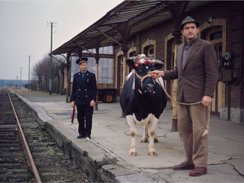 Eleveur à côté d'une vache sur le quai d'une gare