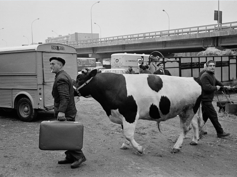Farmer guiding a cow near a car